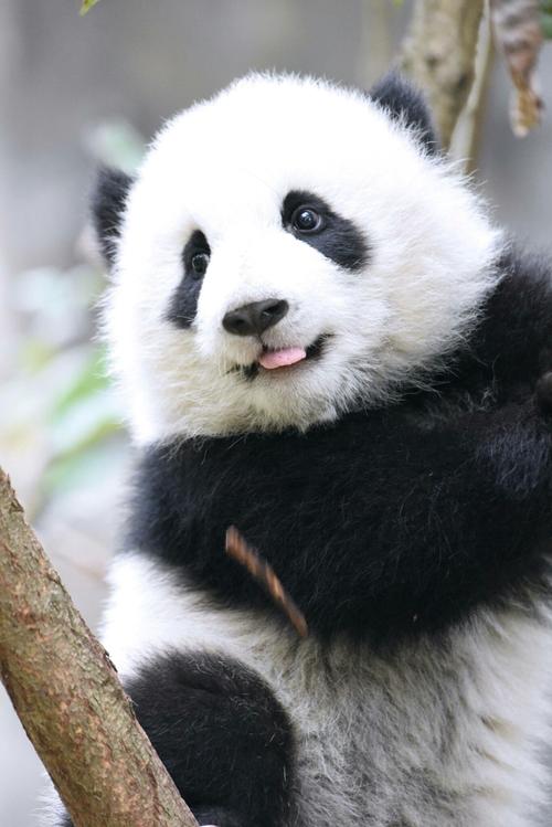 有可爱的熊猫头像吗? - 知乎