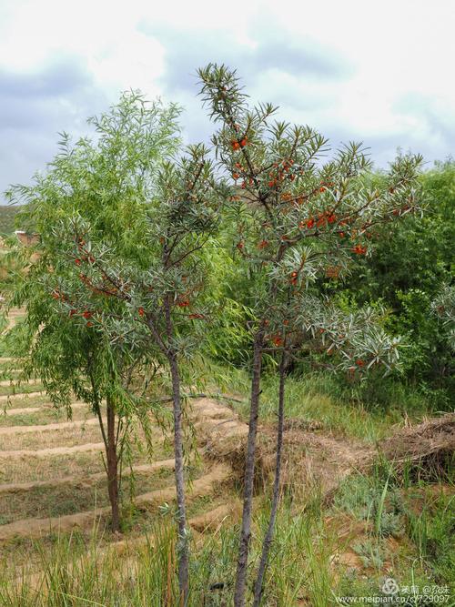 这是下谷山村,志愿者们种植的沙棘树.