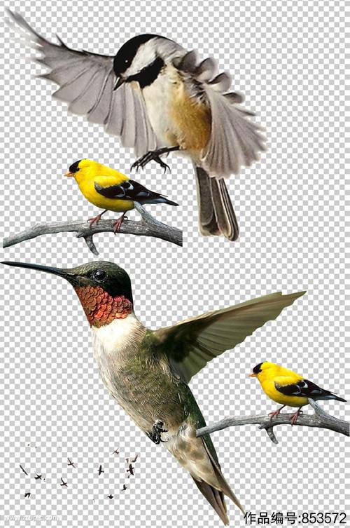 精美彩色鸟类设计元素素材矢量