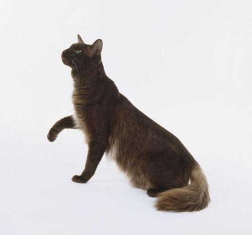 耳朵超级带感的土耳其国宝级猫种---安哥拉猫