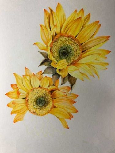 植物彩铅画教程:向日葵怎么画?教你画两朵唯美灿烂的向日葵
