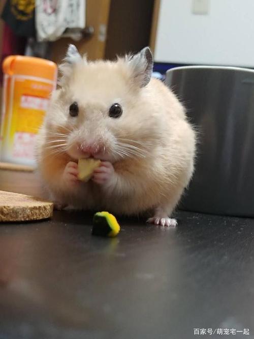 网友上传了自家的仓鼠,分享一组可爱!