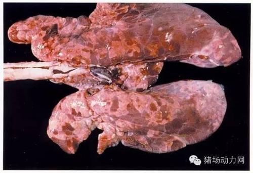 技术史上最全的猪肺部疾病解剖图你知道多少