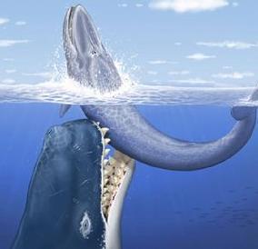 麦尔维尔鲸,是  利维坦鲸属中最大的物种,是一种已 灭绝的 抹香鲸