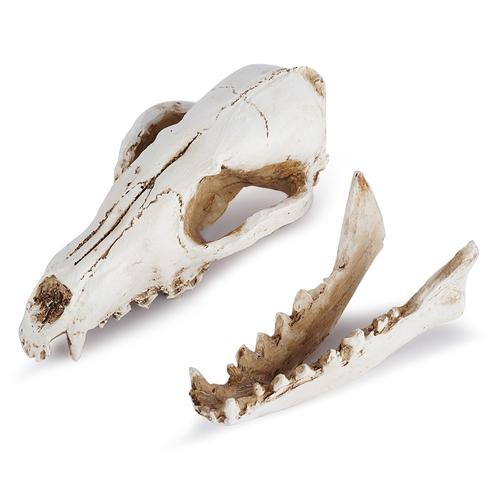 狐狸头骨模型动物园头骨科普教学树脂骷髅头动物骷颅头万圣节道具