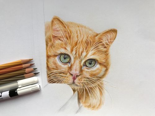 彩铅橘猫的绘画步骤