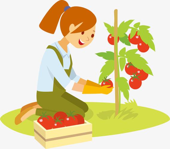 摘番茄的女孩矢量