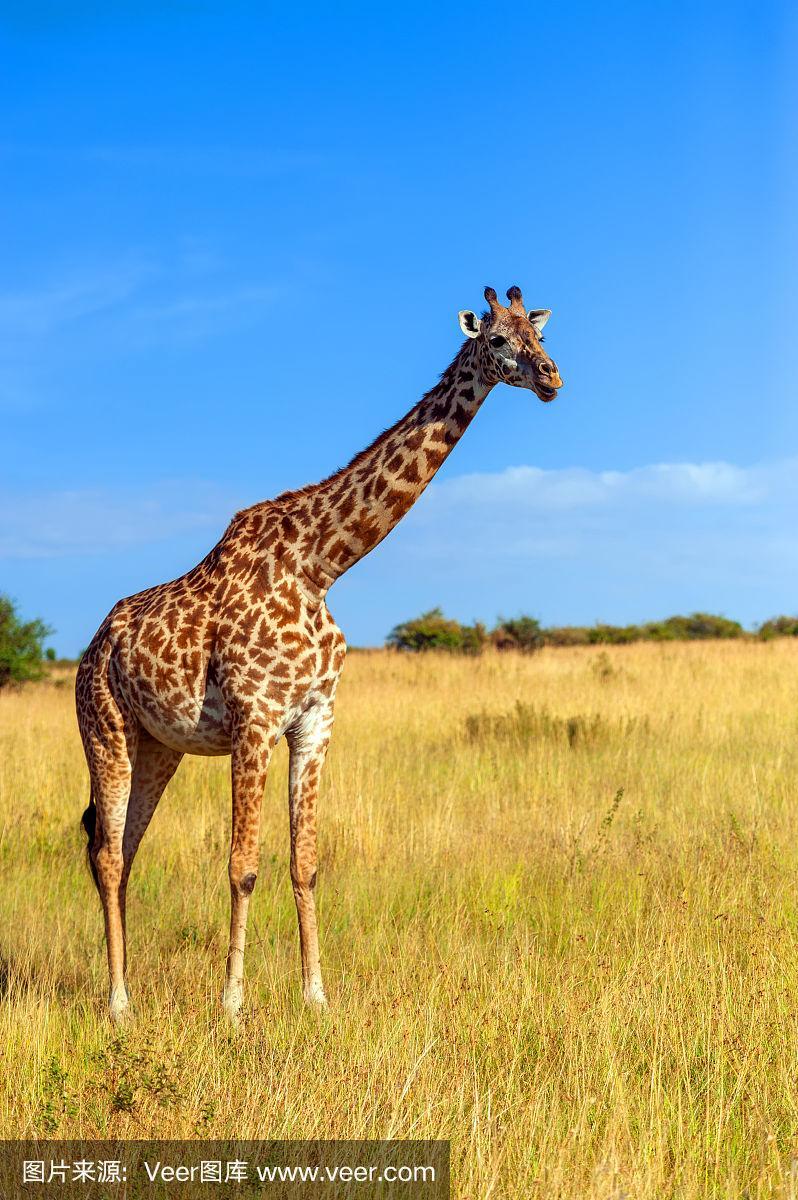 肯尼亚国家公园里的长颈鹿