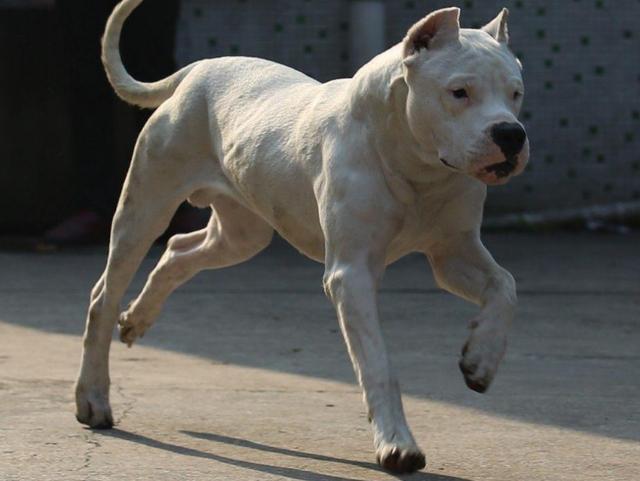 杜高犬图片 杜高犬图片(阿根廷杜高犬图片) 动物