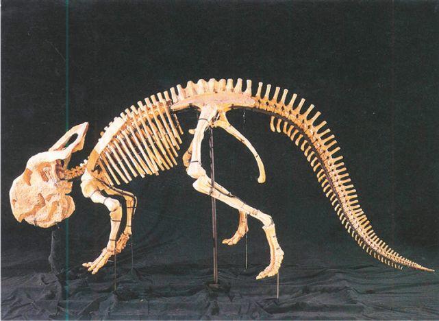 又一重大发现内蒙古巡查到一完整恐龙化石距今约125亿年