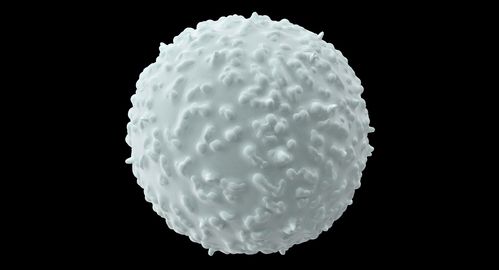 白细胞3d模型