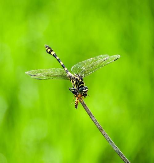 蜻蜓:古老而神奇的昆虫,它们的飞行技巧让人类学习了很多!|速度|翅膀|