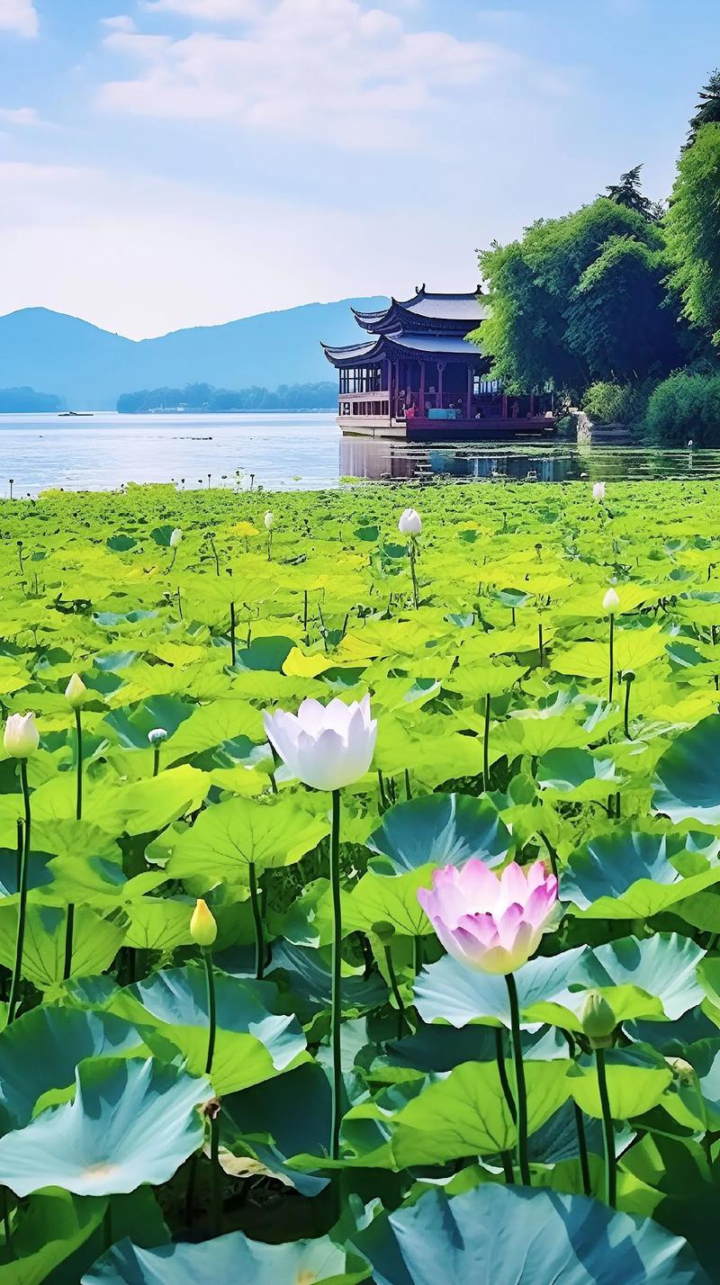 西湖美景.杭州西湖的湖水清澈透明,充满了生机勃勃的荷花和垂柳 - 抖