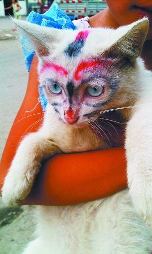 7月22日下午5点,大兴区西红门镇四村,一只小猫被它的小主人画了一张大