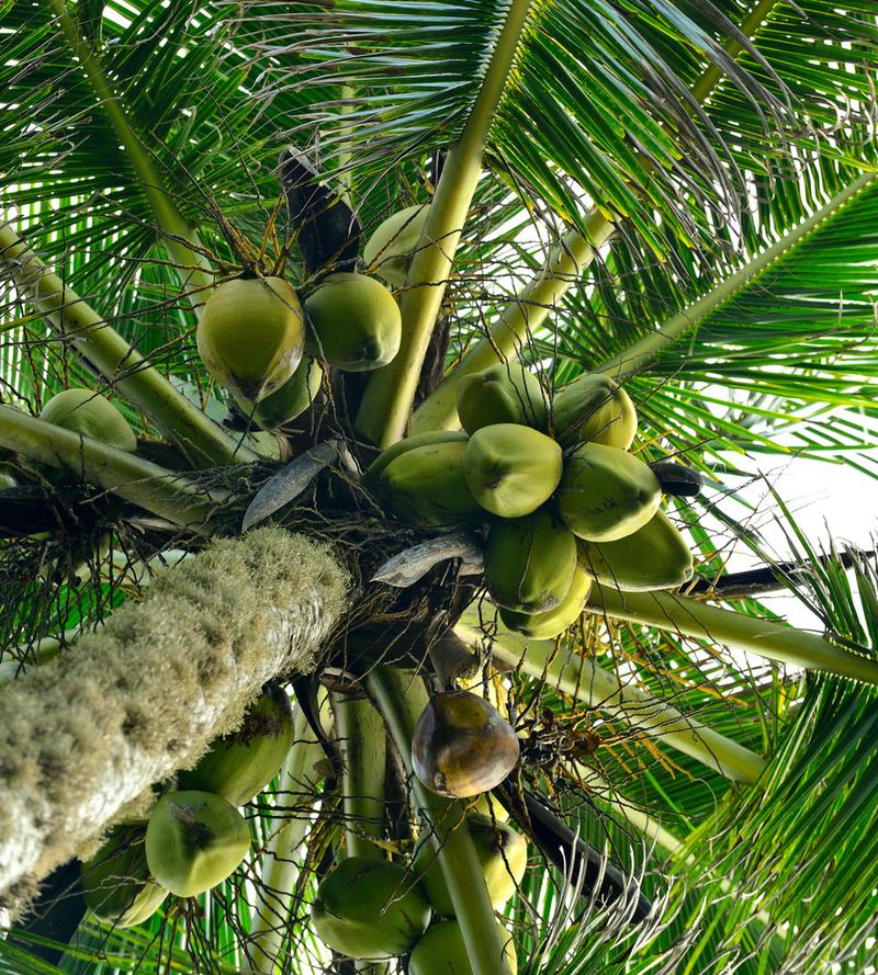 棕榈树椰子的果实,棕榈树椰子的果实.照片特写