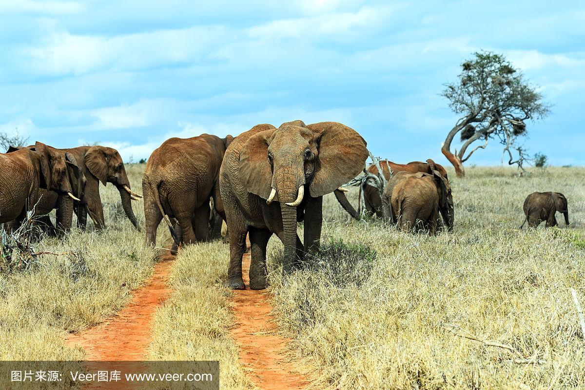 大草原上的非洲象