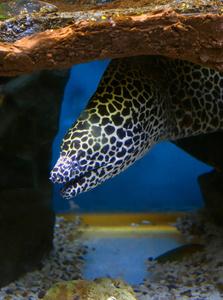豹纹鳗鱼在白色背景上有鲜明的黑色斑点.照片