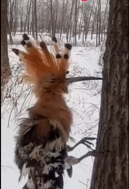 啄木鸟在冬天寻食,被冻死在树上,今年的冬天好可怕!