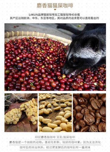 印尼原装进口lakun猫屎咖啡豆bali巴厘岛产区麝香猫咖啡250g袋装