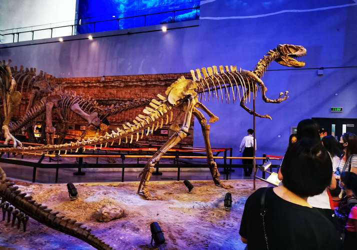 探寻恐龙之谜——参观广东省博物馆古生物馆