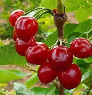 [玛瑙红樱桃批发]玛瑙红樱桃价格219.00元/件 - 一亩田