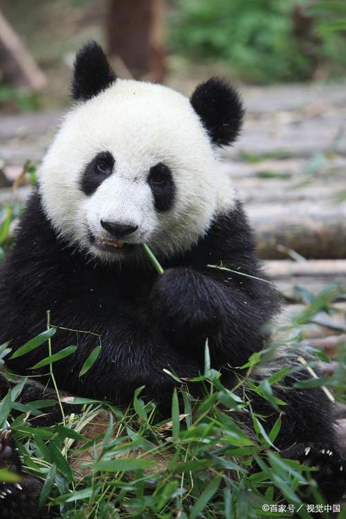 大熊猫是熊科动物中大熊猫亚科与大熊猫属唯一的动物,其可爱的外表和