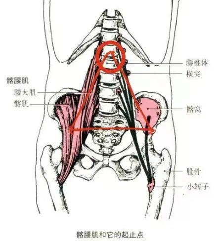三角底下两侧,是两条纵向的髂腰肌.