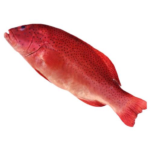 鲜活东星斑红石斑鱼青岛海鲜水产深海鱼红鱼珍珠斑大个
