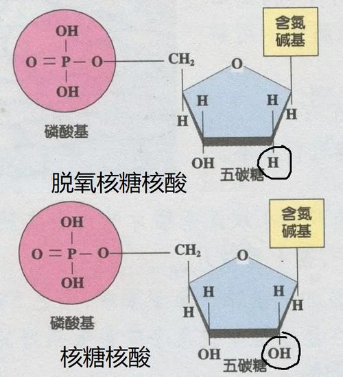 dna(脱氧核糖核酸)与rna(核糖核酸)的化学性质十分相似,区别只在于dna