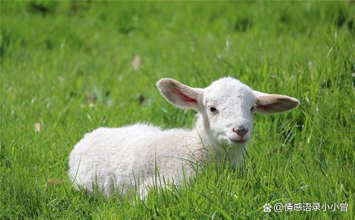 我家养了一只小羊,今天,我去放小羊,我把小羊带到绿绿的草地里,风轻轻