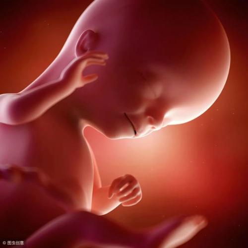 胎儿在子宫里长什么样胎儿140周胎儿发育全过程