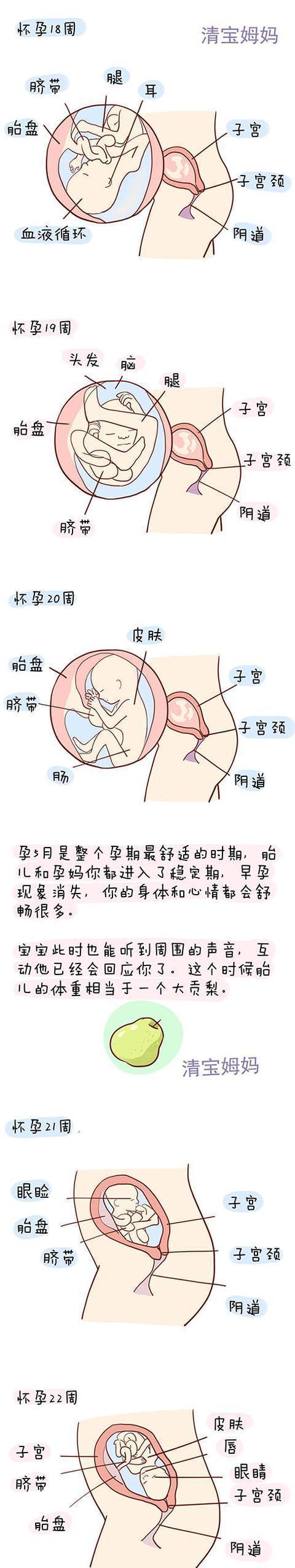 怀孕第1周到40周胎儿发育全程图解