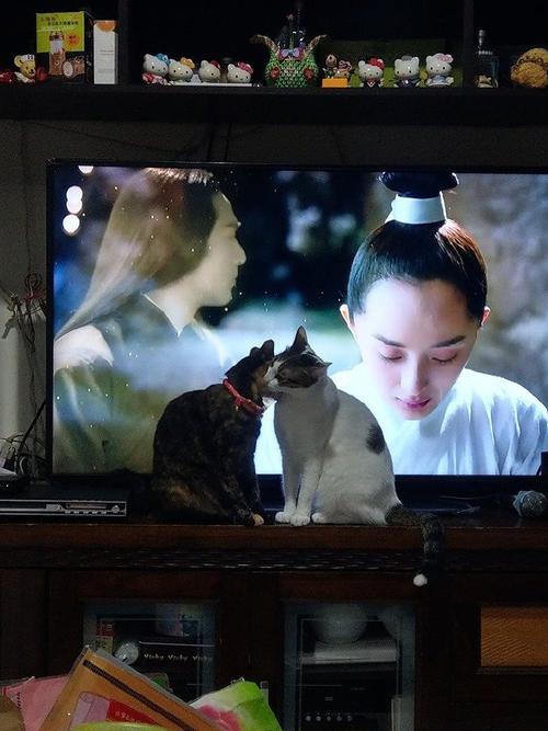 主人在追剧,2只猫在电视前亲热.by/fb/. 来自爱上喵星人没有错 - 微博