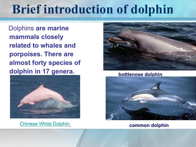 海豚英语介绍dolphinpresentation