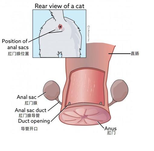 肛门腺(anal glands)