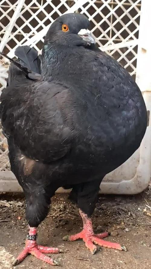 十多斤重的大鸽子,每天只知道吃