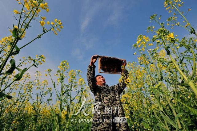 2018年3月9日,江西省万载县白良镇岐里村蜂农正在查看蜜蜂产蜜情况.