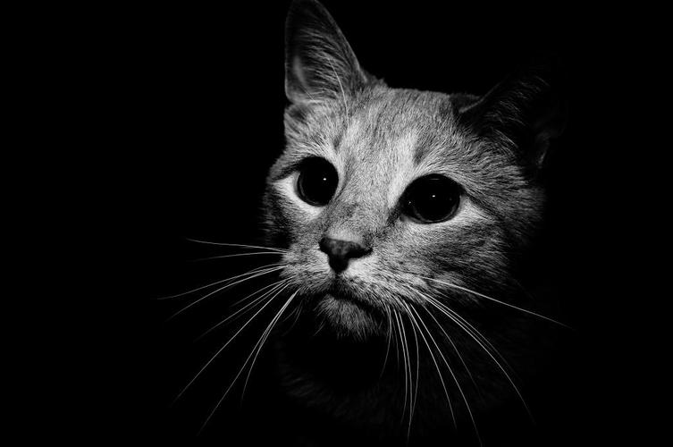 猫在黑色和白色的壁纸1600x1200分辨率查看