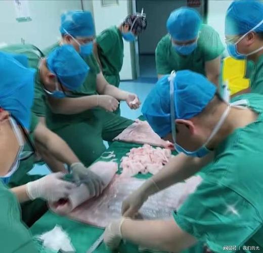 河南医院用猪皮给烧伤病人做植皮手术患者家条件不好为了省钱