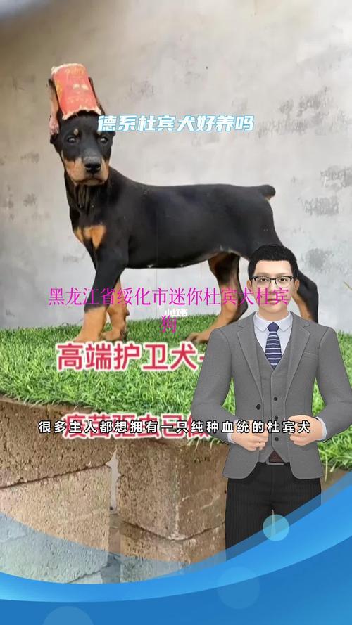 黑龙江省绥化市迷你杜宾犬杜宾狗德系杜宾犬好养吗杜宾犬出售
