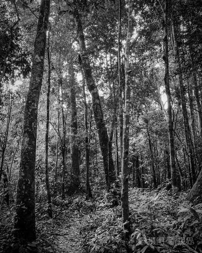 黑白图片的森林和人行道的小径或冥想. 森林中的自然路径.