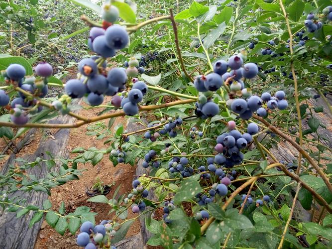 怎样种植大棚蓝莓这几点值得收藏