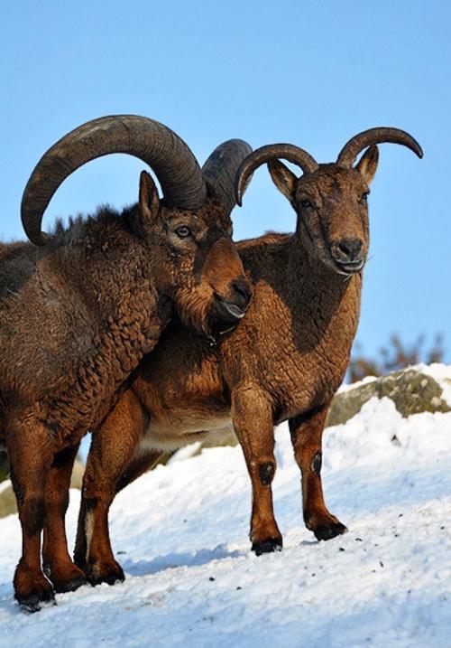 高加索羱羊(学名:  i>capra cylindricornis /i>):是偶蹄目,牛科,山羊
