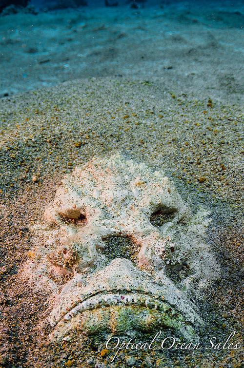 石头鱼,玫瑰毒鲉,老虎鱼 - hellodive全球潜水旅行