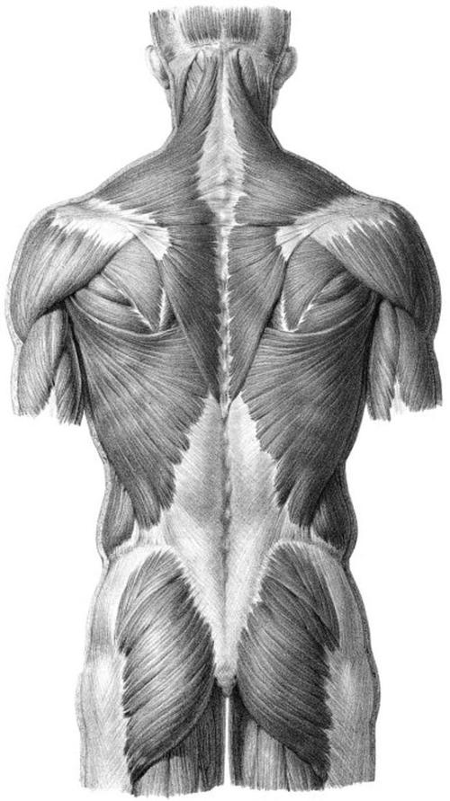 男性背部肌肉