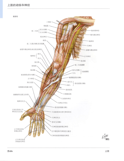 奈特人体解剖图谱-上肢