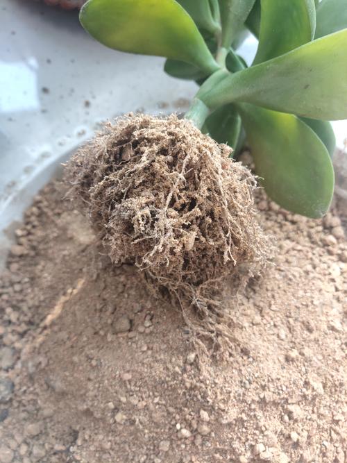 沙子扦插玉树