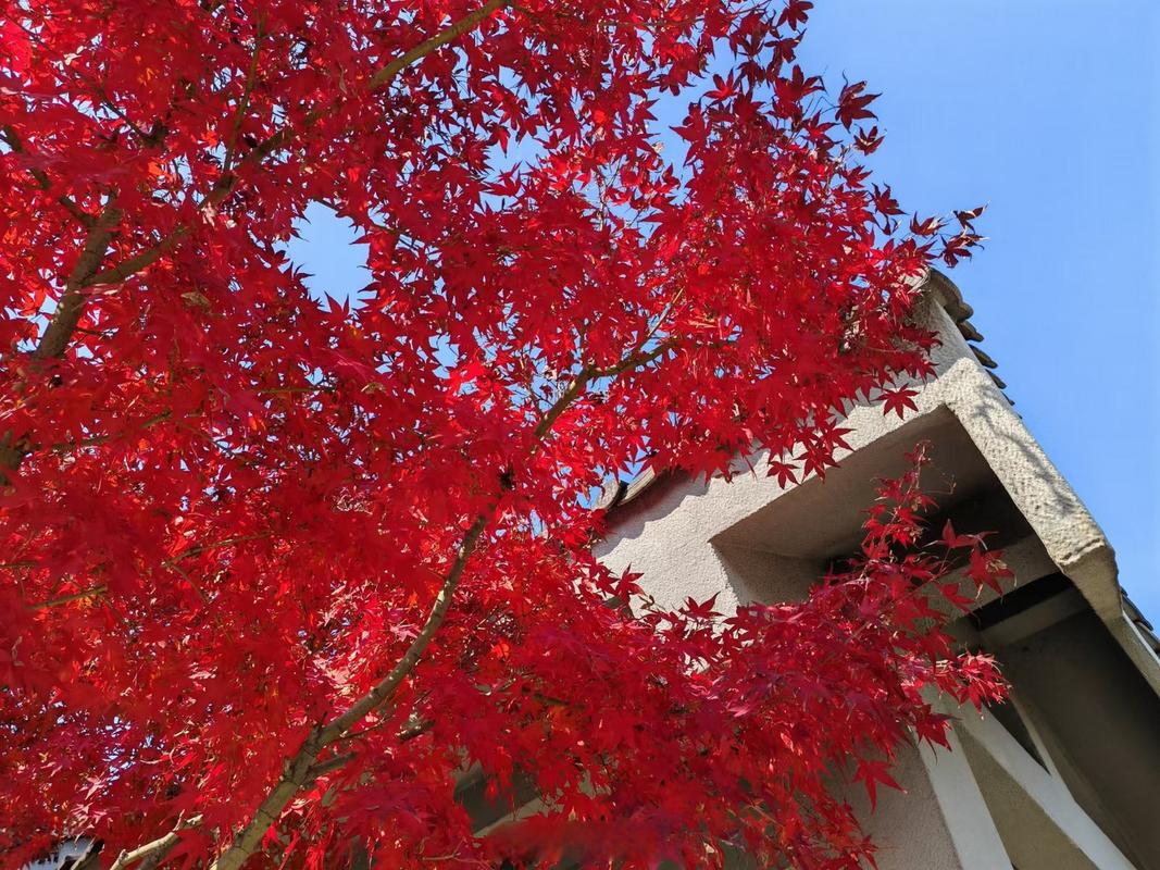 栖霞寺的枫叶红了93