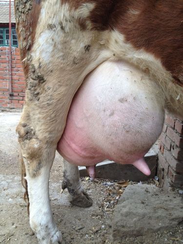我家的母牛快产小牛犊时乳房胀的厉害,这是什么病,该怎么治呢?