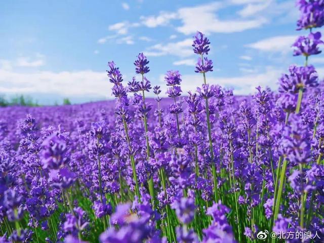 薰衣草花开的季节,是紫色的季节,是浪漫的季节